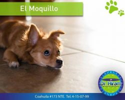 El Moquillo