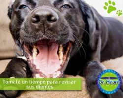 Tómate un tiempo para revisar sus dientes