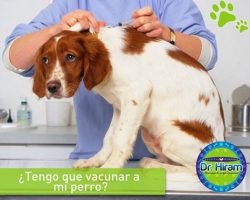 ¿Tengo que vacunar a mi perro?