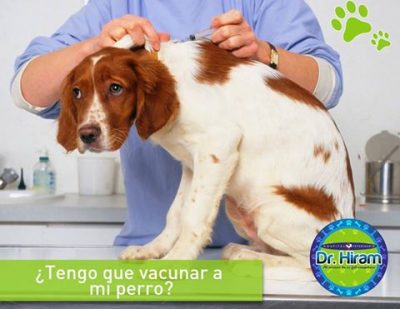 ¿Tengo que vacunar a mi perro?