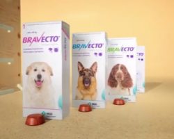 El mejor producto que puedes encontrar para eliminar pulgas y garrapatas